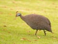 Crested Guineafowl_1