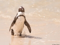 Pingvin_1