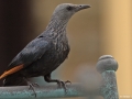 Red Winged Starling_1