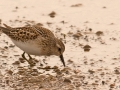 208 Leasted Sandpiper