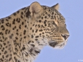 Persisk leopard_1