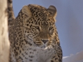 Persisk leopard_2