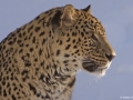 Persisk leopard_23