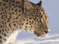 Persisk leopard_4