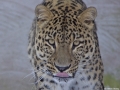 Persisk leopard_5
