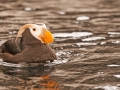 91 Tufted Puffin