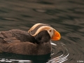 94 Tufted Puffin