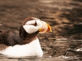 95 Tufted Puffin