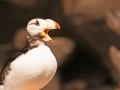 96 Horned Puffin